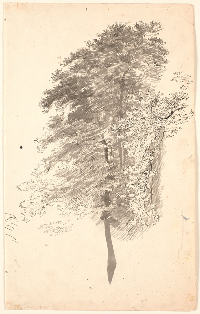 Study of Tall Slender Trees with Foliage by P.C. Skovgaard