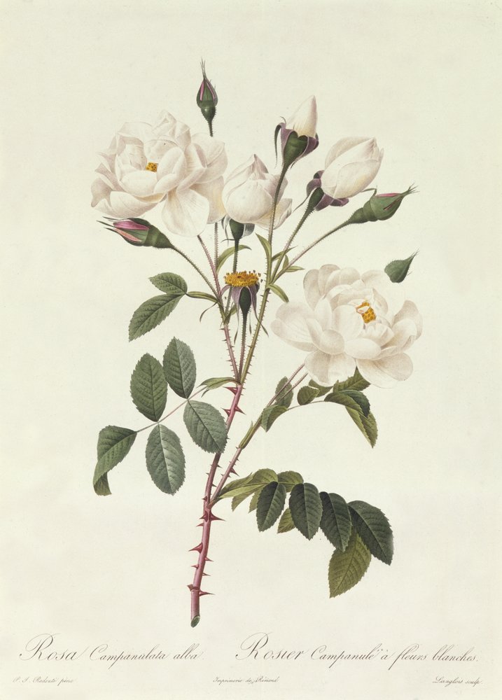 Rosa Campanulata Alba by Pierre-Joseph Redouté