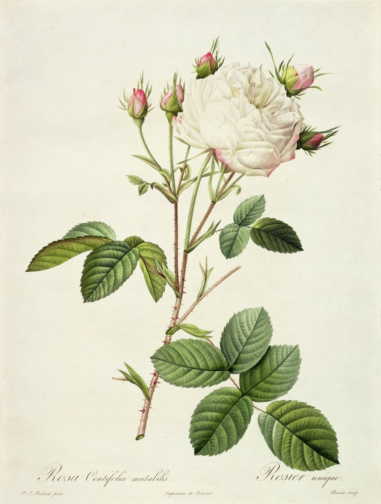 Rosa Centifolia Mutabilis, engraved by Bessin, published by Remond by Pierre-Joseph Redouté
