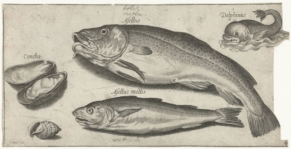 Cod, Whiting, a Dolphin, and Shells (Fish) by Pierre Firens