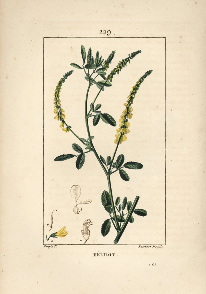 Melilot - Melilot trefoil, Melitotus officinarum (from La Flore Medicale) by Pierre Jean Francois Turpin