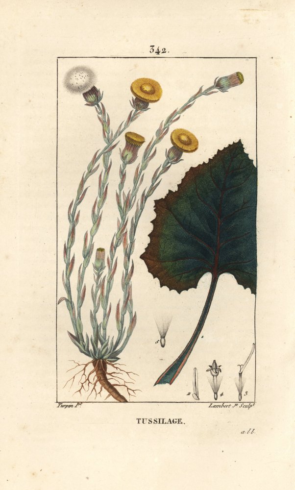 Coltsfoot - Tussilago farfara, with flower, leaf, stem and root
