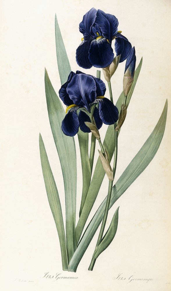 Iris Germanica by Pierre-Joseph Redouté