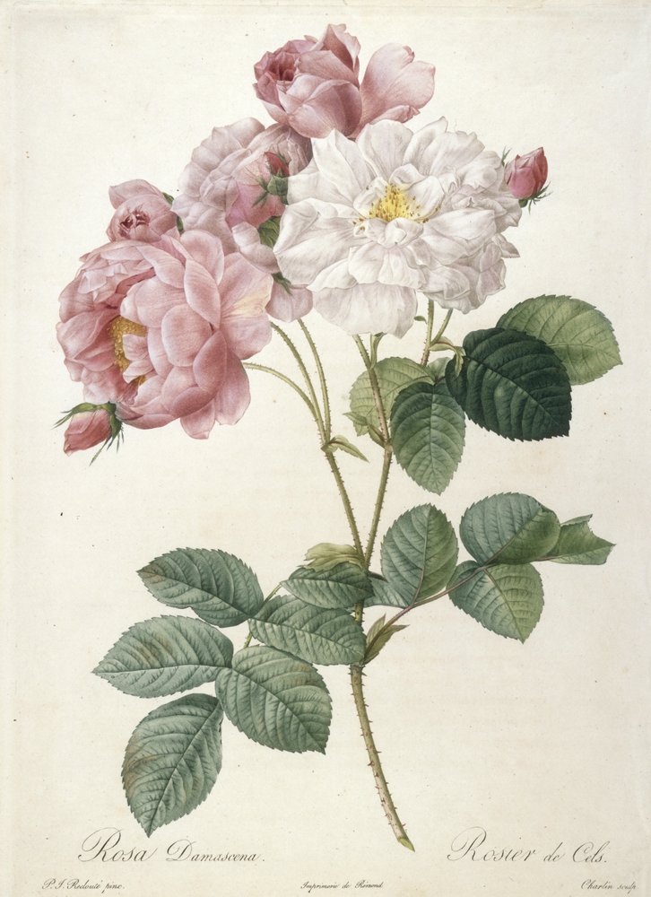 Rosa Damascena, Rosier de Cels, from Les Roses, 1817-24 by Pierre-Joseph Redouté