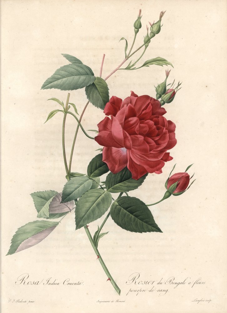 Rosier de Chine - based on an illustration by Pierre Joseph