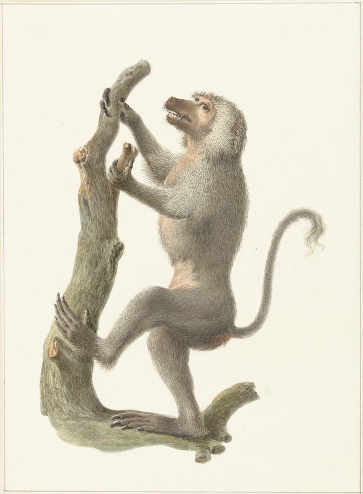 Mantled Baboon by Pieter Pietersz. Barbiers