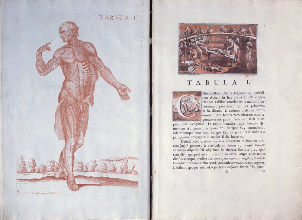 Plate 1 from 'Tabulae Anatomicae', Rome, 1788