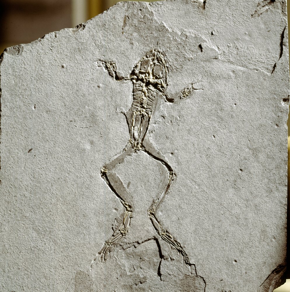 Prehistory: Frog Fossil from the Pueyoi da Tervel Site in Spain