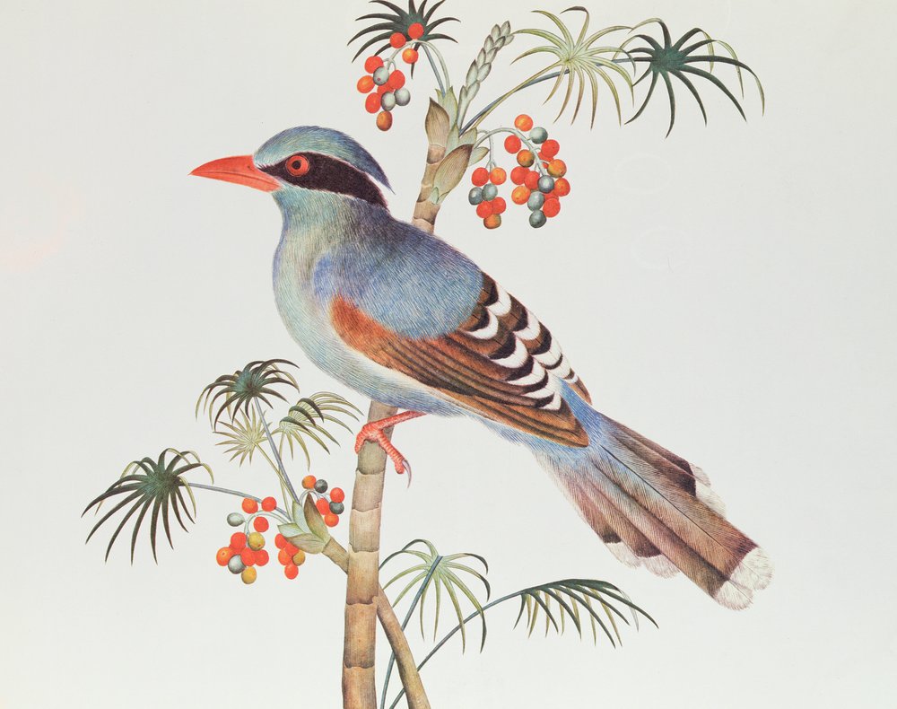 Green Magpie, Ch