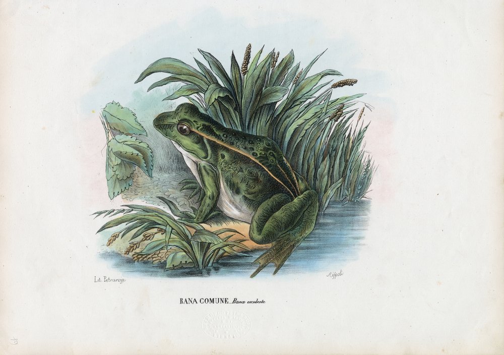 Edible Frog, 1863-79 by Raimundo Petraroja