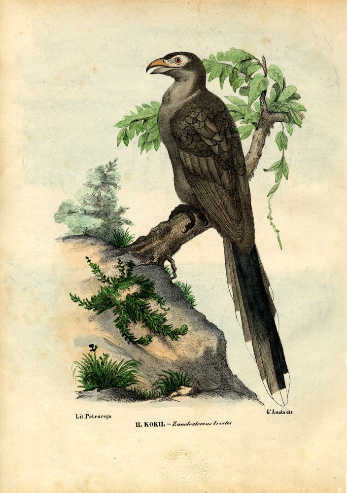 Yellow-Billed Cuckoo by Raimundo Petraroja