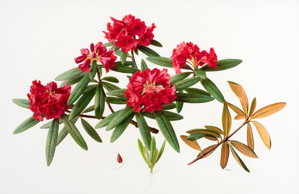 Rhododendron microgynum by Raymond Booth: Fine art print