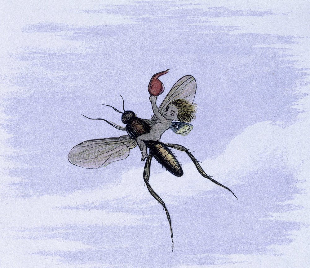 An elf on the back of an insect. Illustration by Richard Doyle from 'In ...