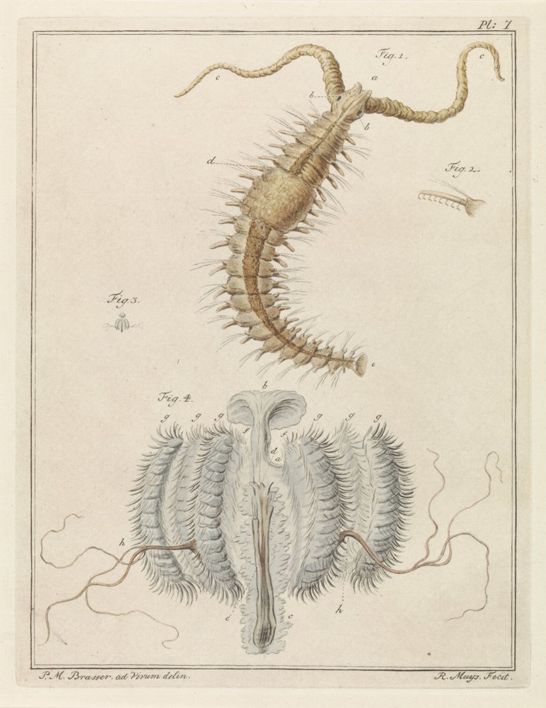 Ribbon Worm and a Comb Jelly by Robbert Muys: Fine art print