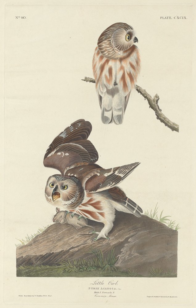 Little Owl by Robert Havell