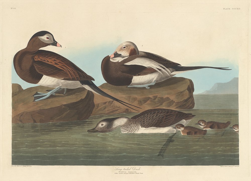 Long-tailed Duck, 1836 by Robert Havell: Fine art print