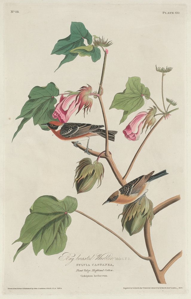 Bay-breasted Warbler by Robert Havell after John James Audubon
