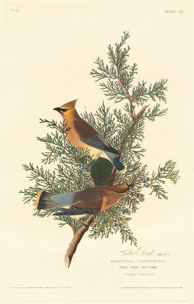 Cedar Bird by Robert Havell after John James Audubon