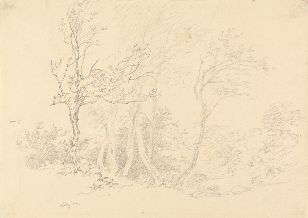 Study of a Holly Tree by Robert Hills