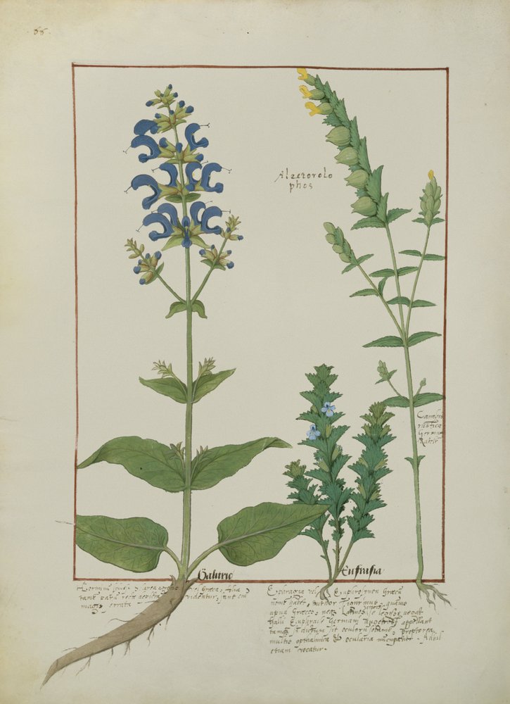Illustration from the Book of Simple Medicines by Mattheaus Platearius