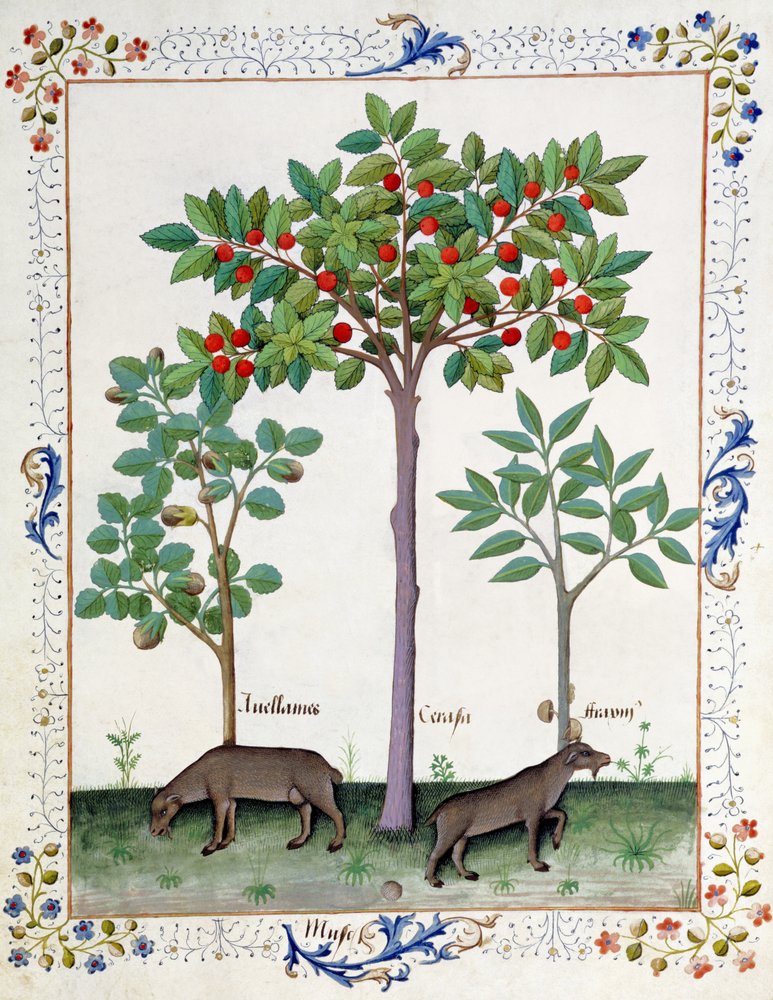 Hazelnut Bush and Cherry Tree, Illustration from the Book of Simple Medicines by Mattheaus Platearius by Robinet Testard