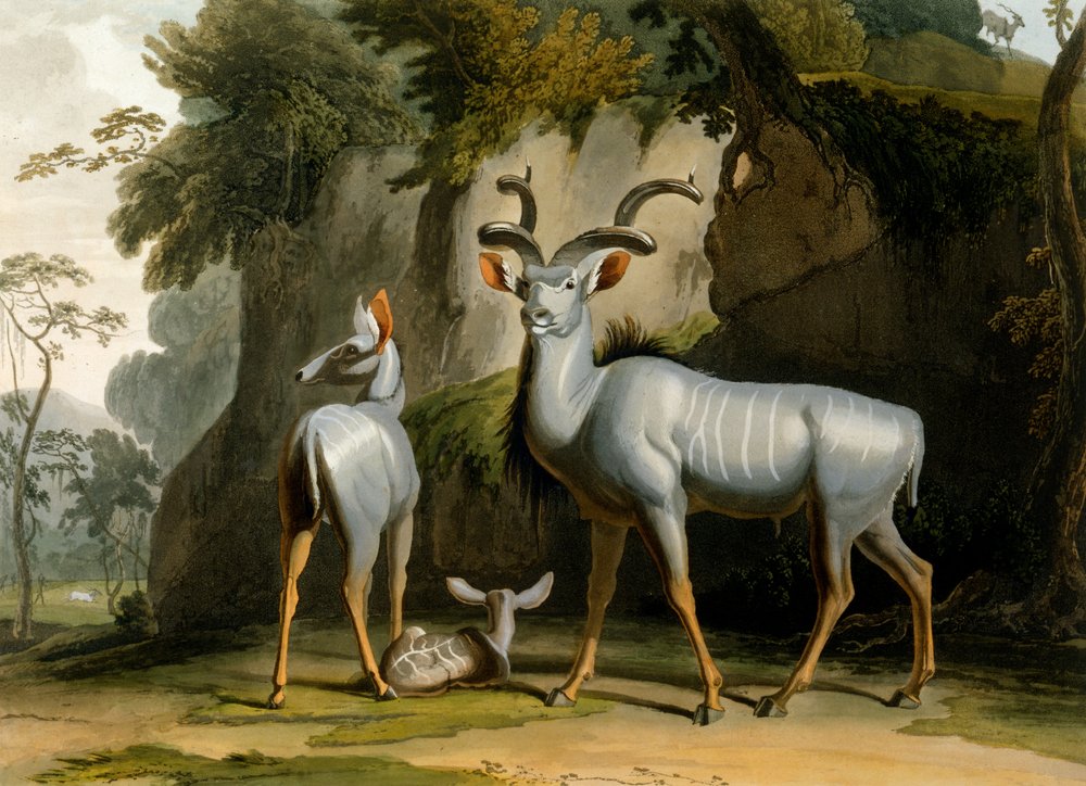 The Koodoo by Samuel Daniell