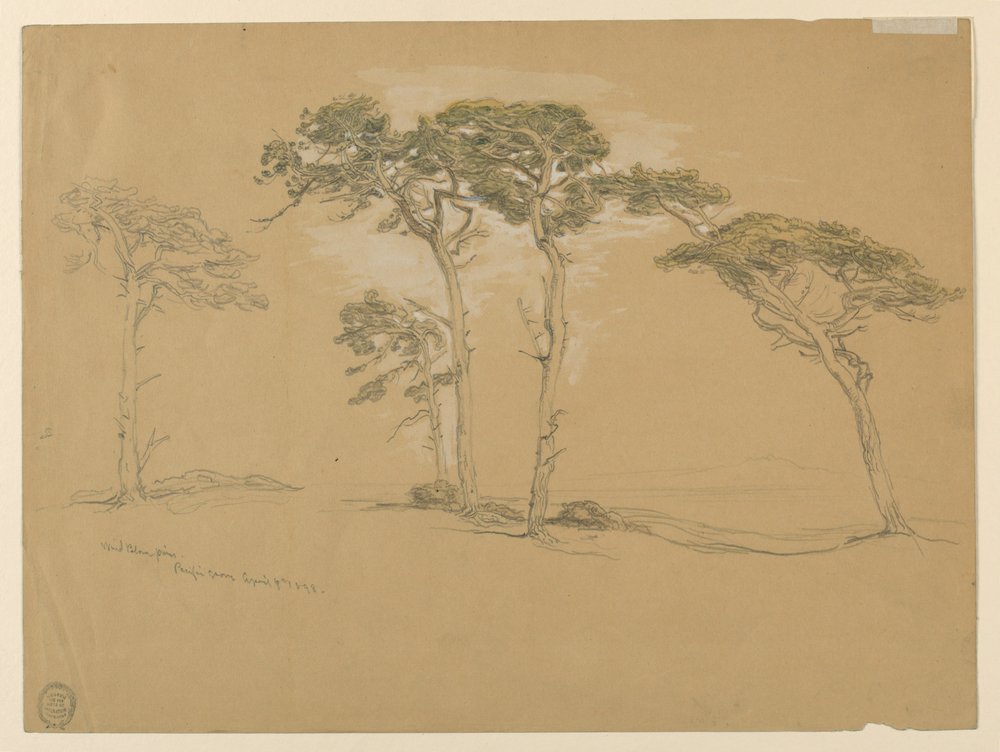 Windblown Pines, Pacific Grove. Verso: Pacific Coast road to Point Sur. by Samuel Colman