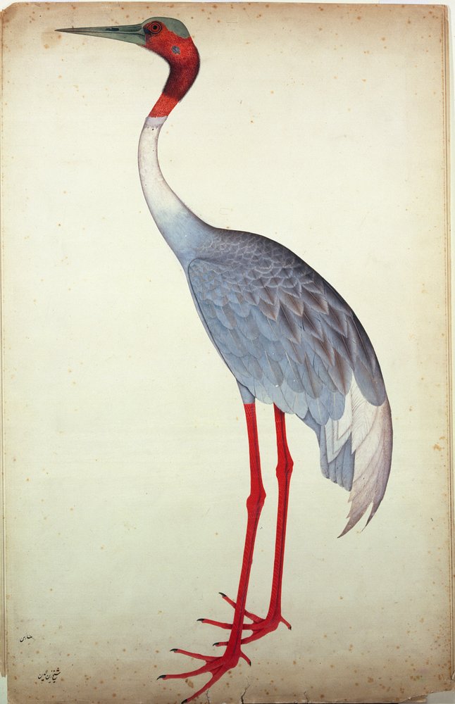 Sarus Crane, painted for Lady Impey at Calcutta, c.1780 by Shaikh Zain ud-Din