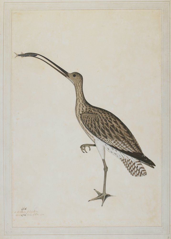 Eastern Curlew Devouring a Mudskipper by Shaikh Zain ud-Din (fl.1777-83)