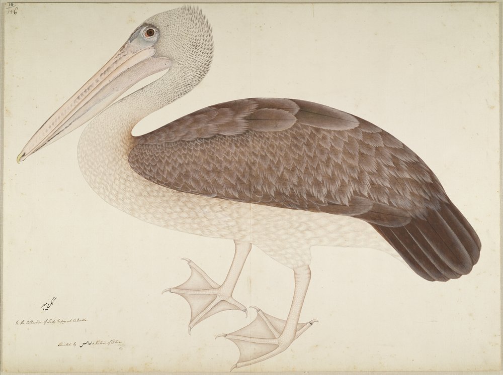 Spot-billed Pelican, folio from a Series Commissioned by Lady Impey, c. 1780-82 by Shaikh Zain ud-Din