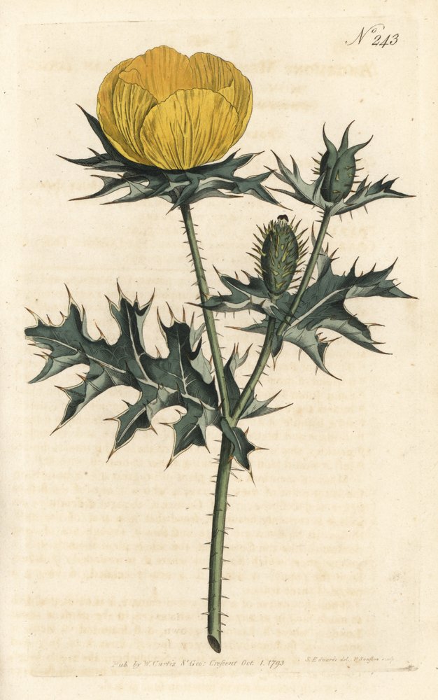 Mexican Argemone from William Curtis' Botanical Magazine