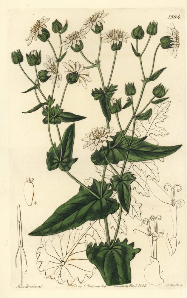 Turnip-leaved Musk-succory from Sydenham Edwards' Botanical Register by Sydenham Teast Edwards