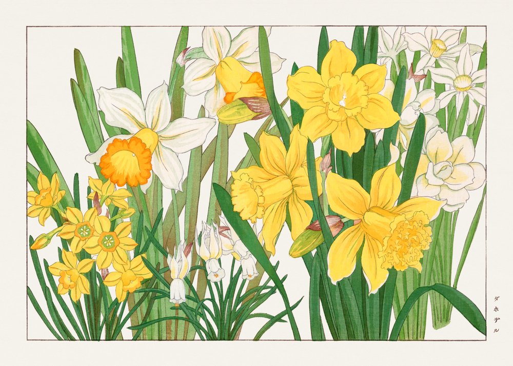 Daffodil from "Seiyou Sokazufu" by Tanigami Konan