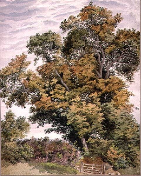 Study of an Oak Tree by Thomas Collier: Buy fine art prints