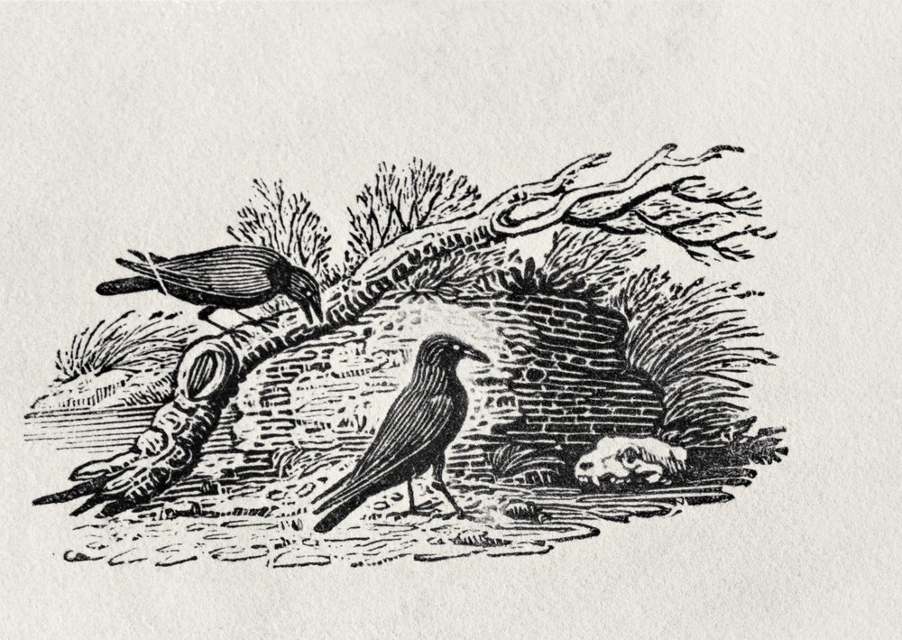 Crows (Corvus corone corone) from the 'History of British Birds' Volume ...