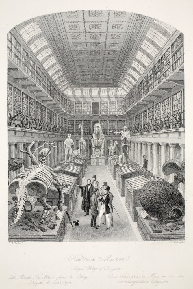 Hunterian Museum, Royal College of Surgeons, from 