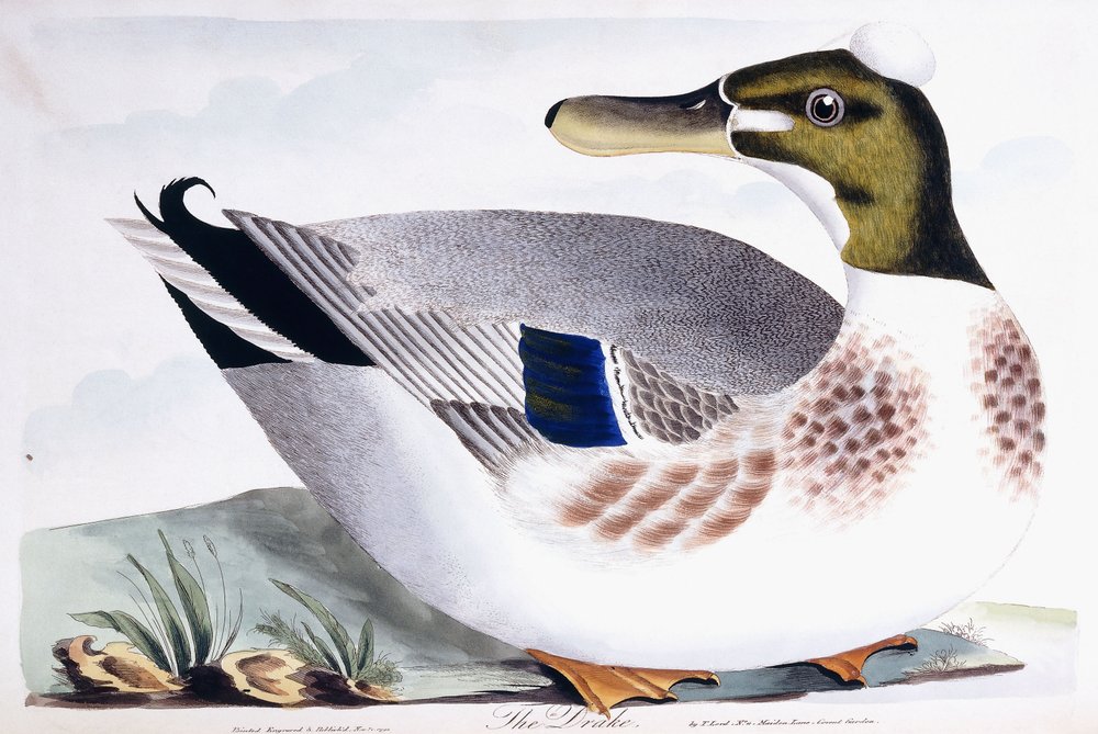 The Drake by Thomas Lord: Premium art reproduction