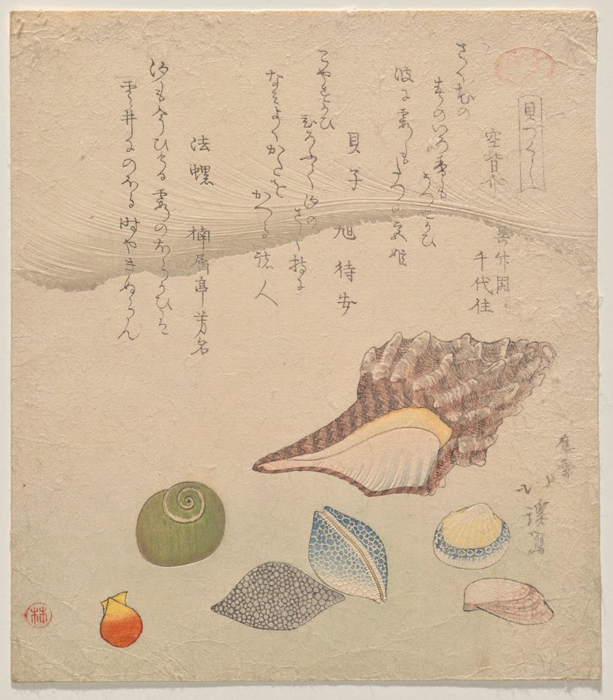 Seven Shells at the Edge of the Sea, from the series Shells Compendium ...