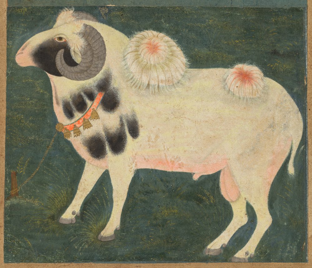 A Royal Ram with a Gold Chain by Unbekannt: Fine art print
