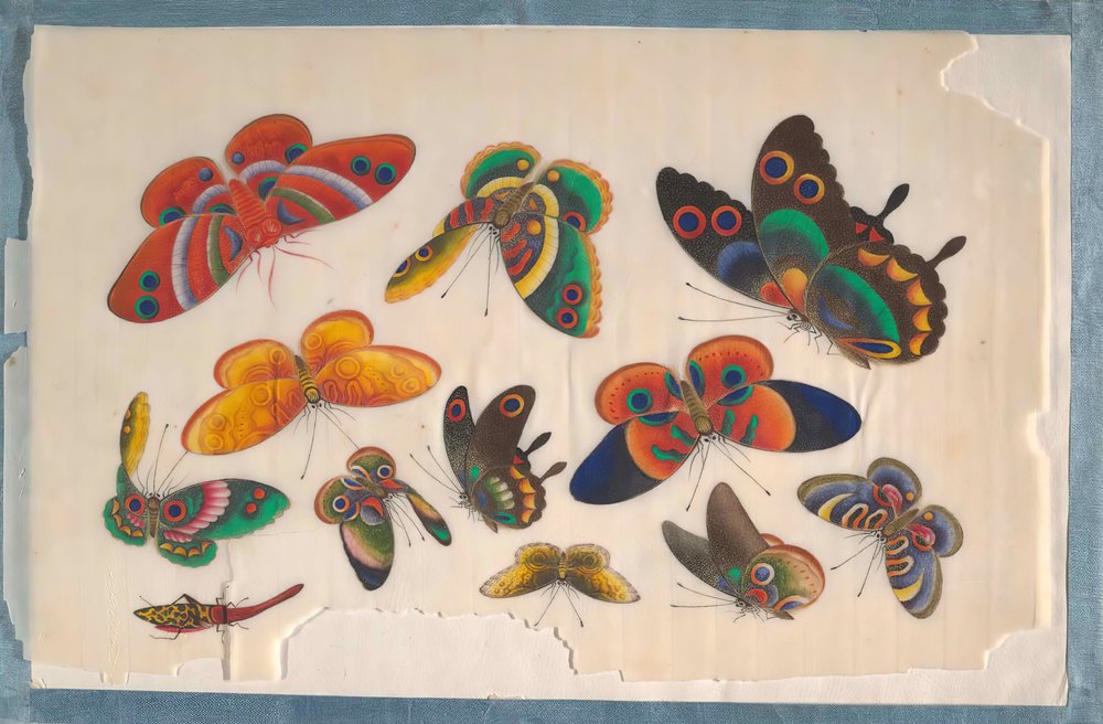 Album Containing Twelve Paintings of Insects by Unbekannt