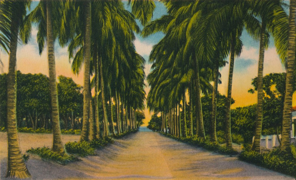 Unbekannt coconut avenue barranquilla (meisterdrucke