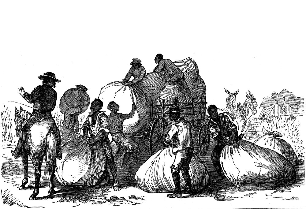 Slave Labour Loading Sacks of Cotton on Cart, Southern States of USA