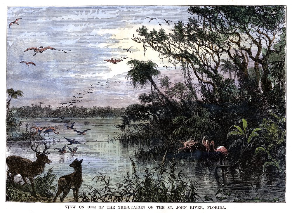 View on One of the Tributaries of the St John River, Florida, 19th century