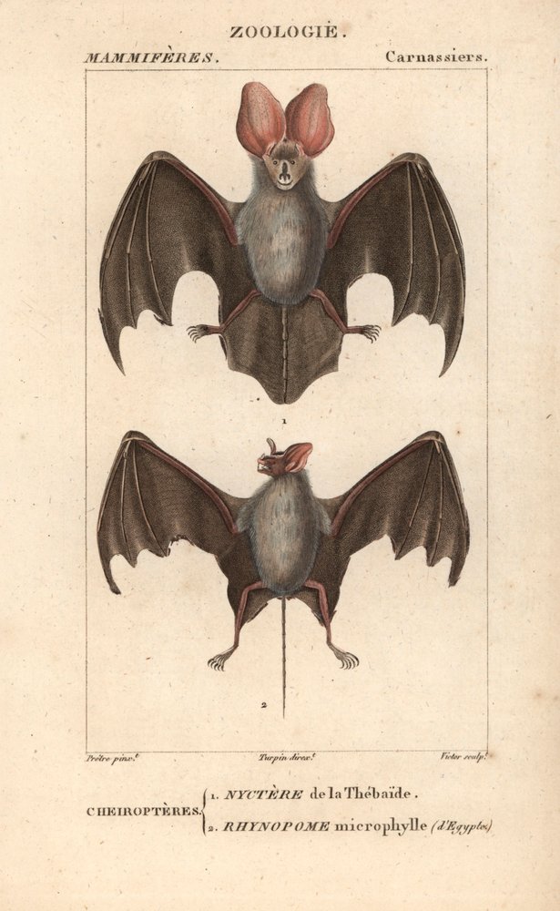 Nyctere of the Thebaide and Rhynopome Microphyll of Egypt