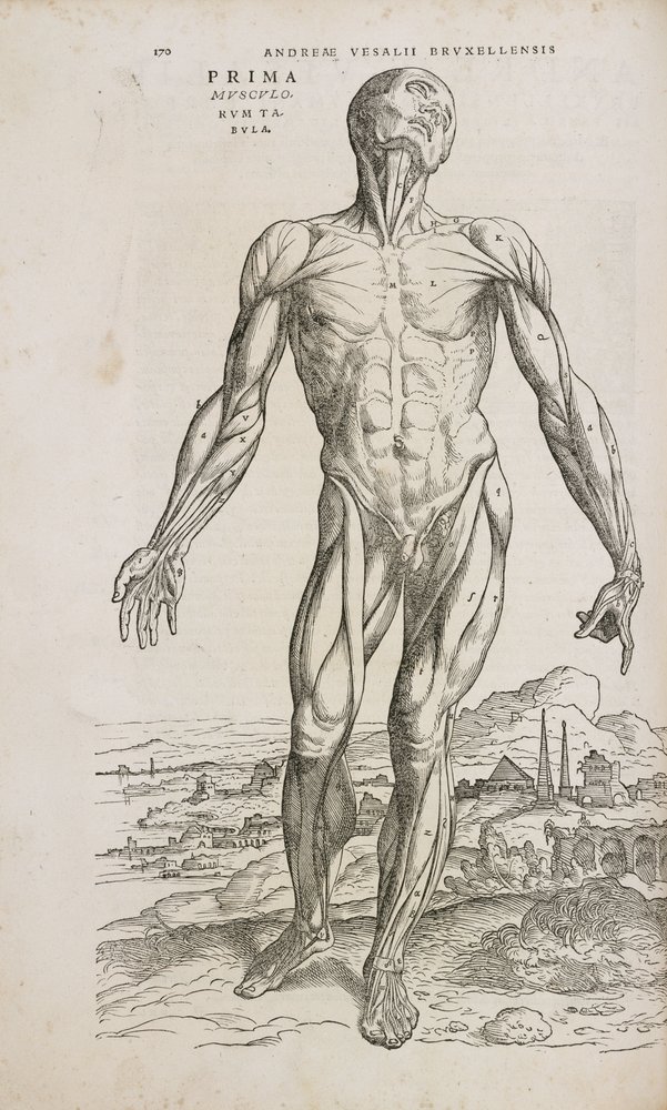 Front view of the superficial muscles of the male human body