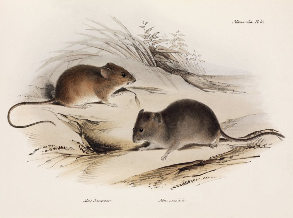 Two types of mouse, South America, c 1832-1836 by Unbekannt