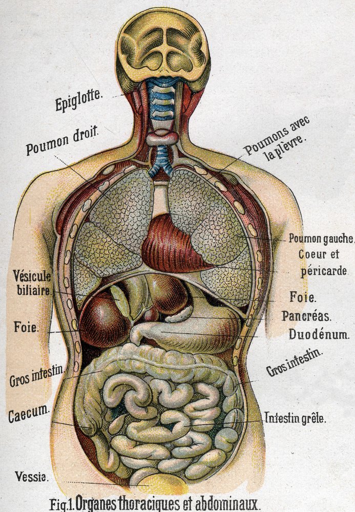 Anatomy: Chest and abdominal organs. (Bowel, liver, pancreas, lung etc ...