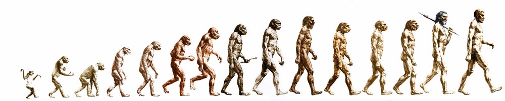 Evolution: Comparison of morphologies from the monkey to the present man