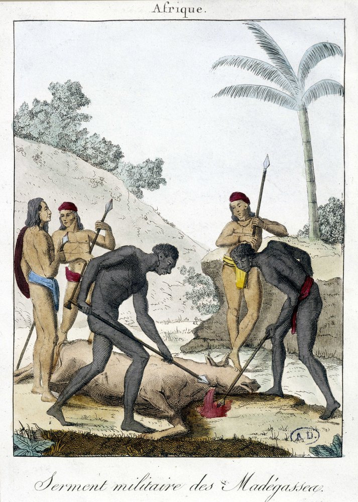 Military oath of the inhabitants of Madagascar (slaughtered an ox ...