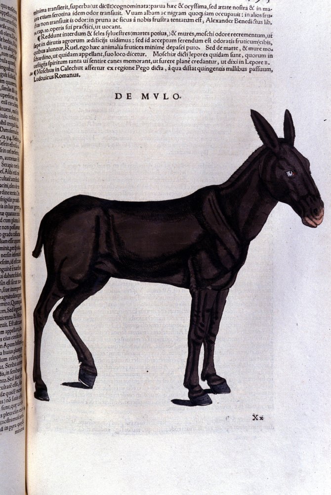 The Mullet after Historiae Animalium by Konrad Gesner by Unknown artist